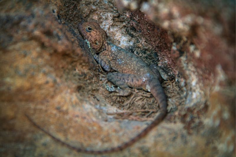 A brown desert lizard hiding inside a hollow rock.