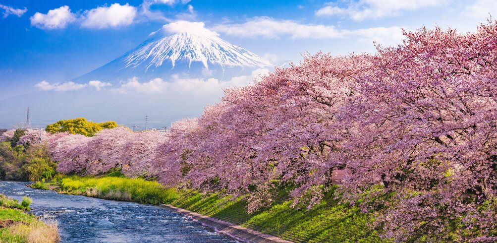 Blooming beauties: a seasonal guide to Japan’s flowers