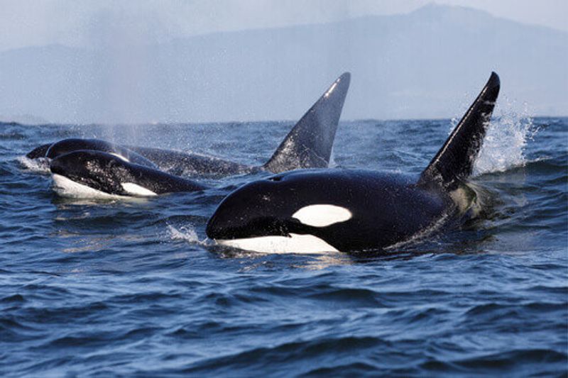 A group of Orca's swimming in Antarctica.