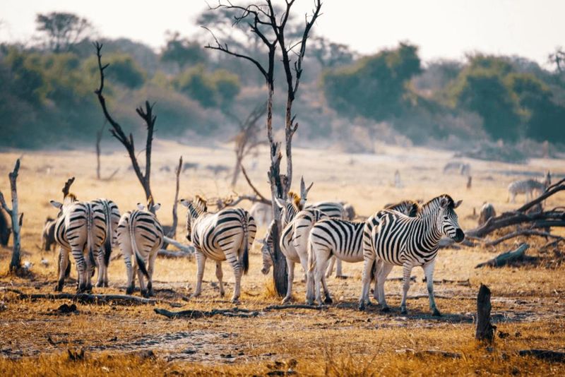The expansive Makgadikgadi Pan allows visitors to see wildlife such as Zebras.