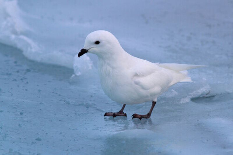 Snow Petrel in Antarctica