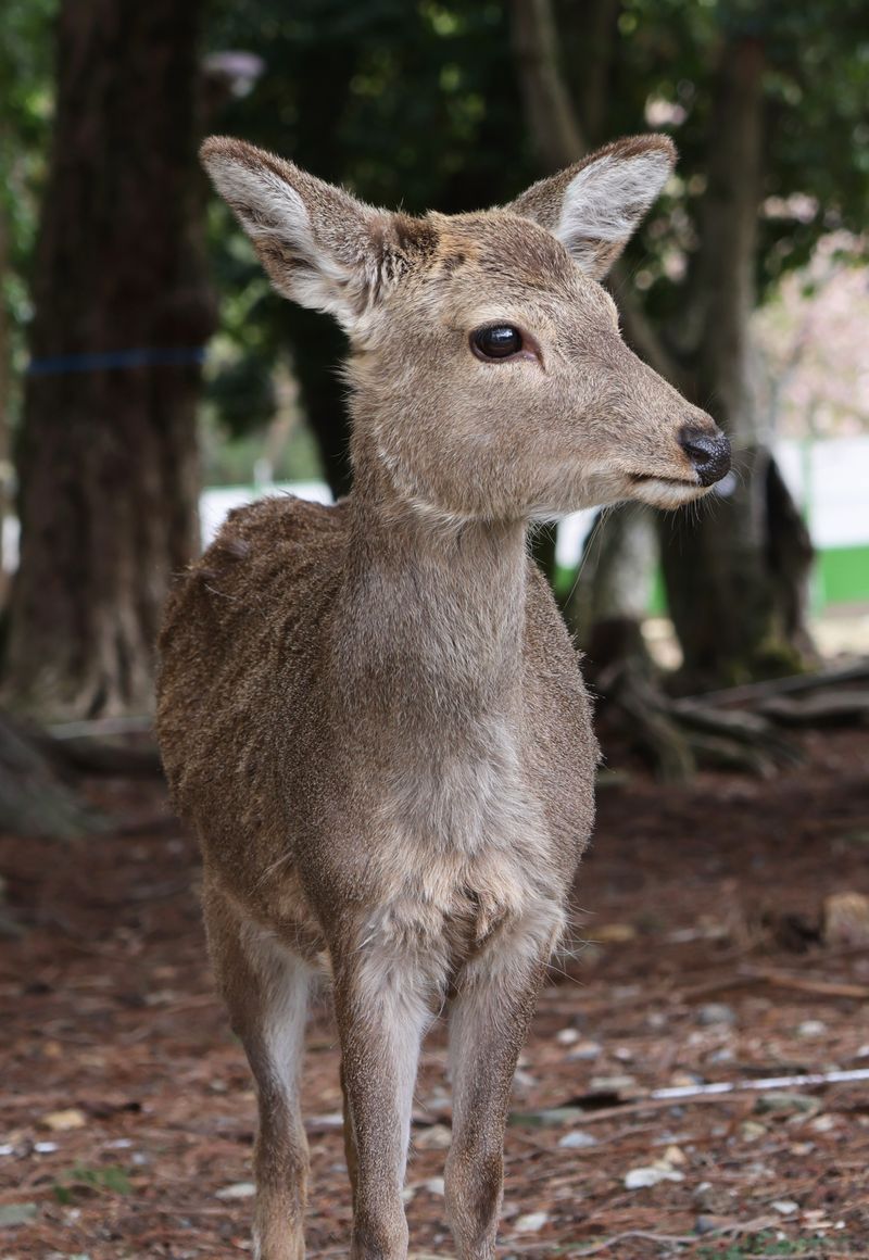 Silka deer (photo: supplied)