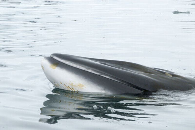 A Minke Whale in Antarctica.