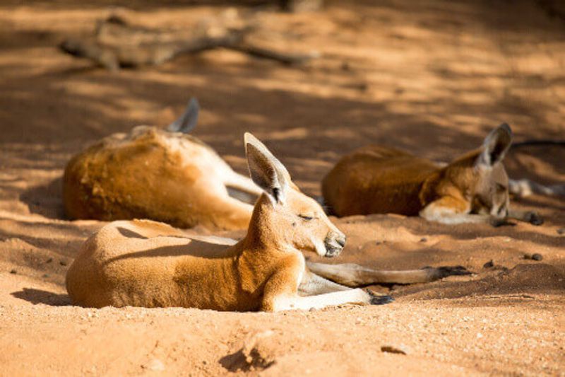 A kangaroo basks in the sun near Alice Springs, Northern Territory.