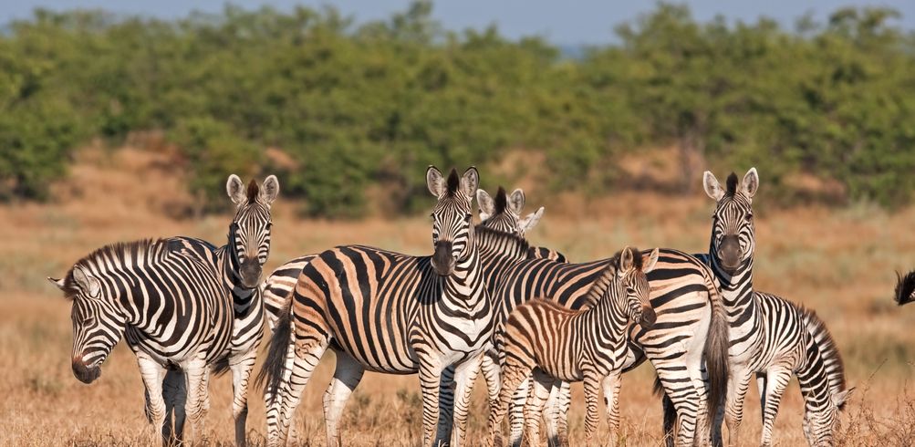 17 Day South Africa Kruger To Cape Town