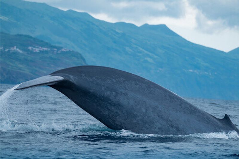 A South Georgia Blue Whale in Antarctica.