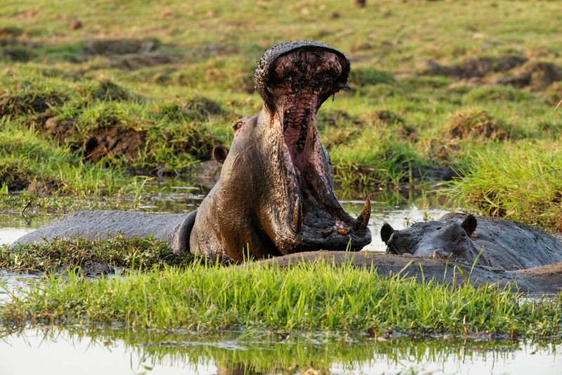 Caprivi Strip river safari with hippos swimming through Namibia’s lush Zambezi waterways in the country’s northeast.