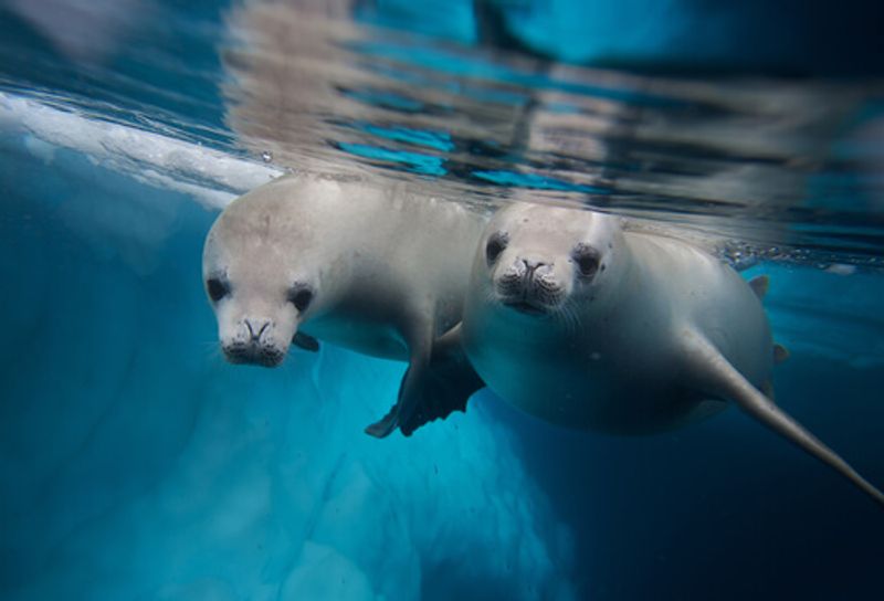 Two Crabeater seals swimming in blue seas.