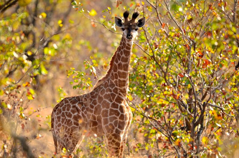 Baby giraffe Getty, a resident of Kruger National Park