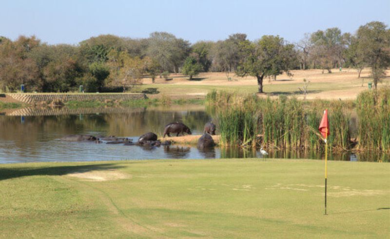 Skukuza Golf Course with hippopotamuses near the putting green in Kruger National Park.