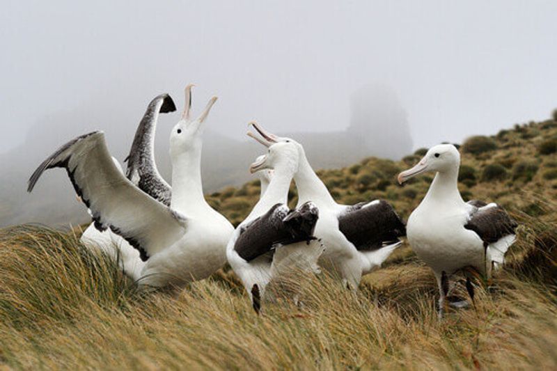 Southern Royal Albatross in Antarctica