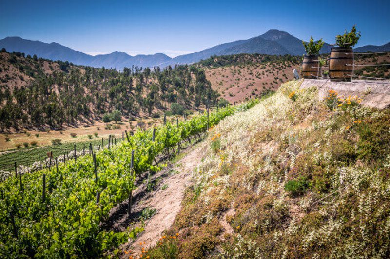 The view from Indomita winery in Casablanca Valley, Region de Valparaiso, Chile.