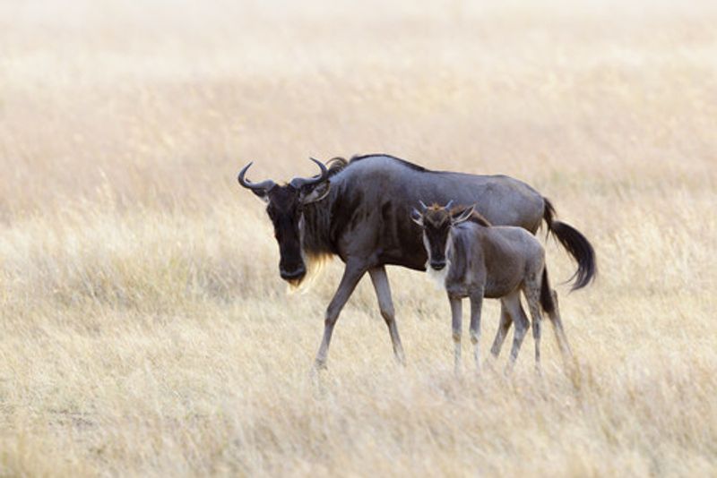 A wildebeest calf and mother.