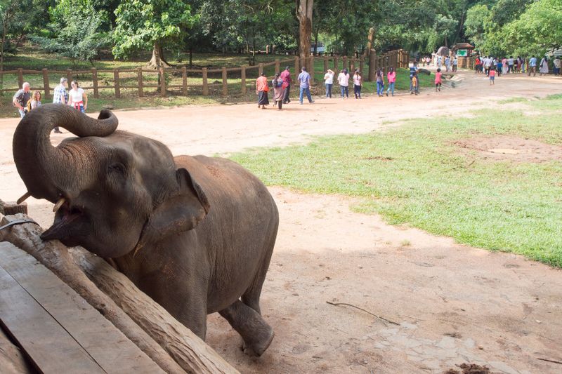 Tourists feed baby elephants in the Transit Home.