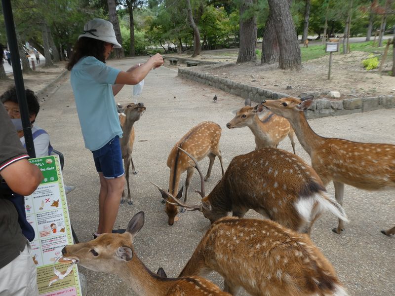 Lucine feeding silk deer at Nara Park.