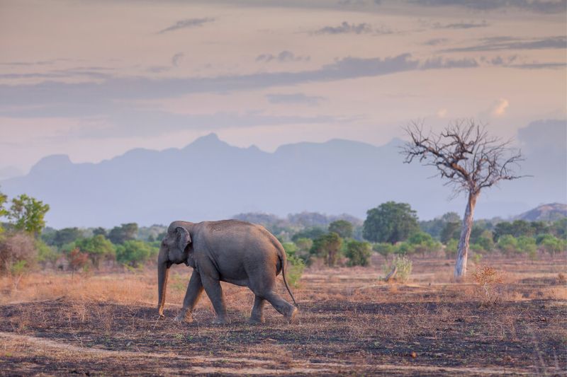 A lone elephant walks across the dried out plains of Wasgamuwa National Park in Sri Lanka.