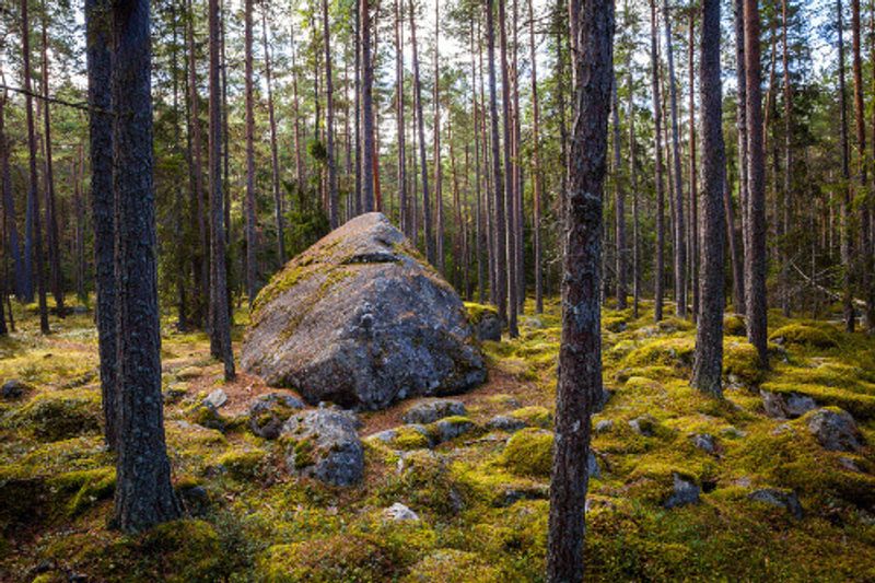 A view of huge pine trees in a forest in Lahemaa National Park.