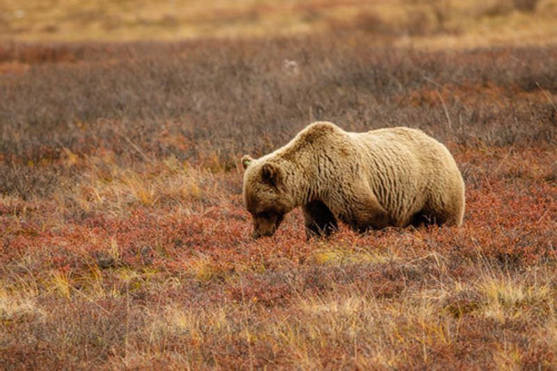 A bear foraging for berries.