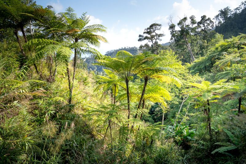 Rainforest with many ferns building a dense undergrowth in the Thua Thien Hue Province.