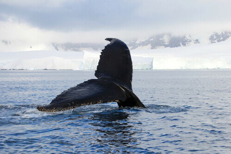 A Humpback Whale in Antarctica.