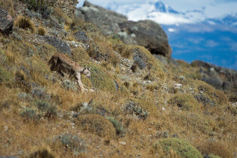 A puma stalking towards its prey in Torres del Paine National Park, Patagonia
