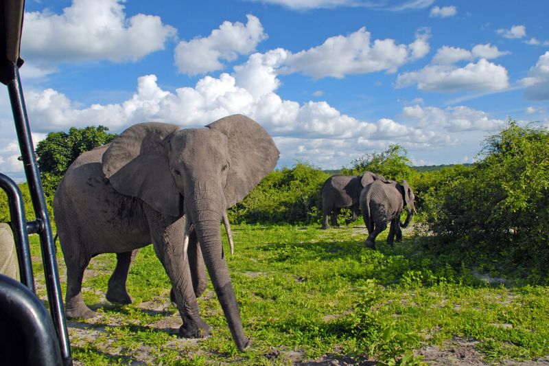 A curious elephant stops a safari jeep in Chobe National Park to investigate the visitors.