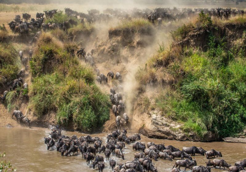 A wildebeest migration in the Mara River.