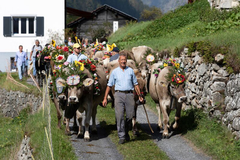 Ceremonial driving down of cattle from the mountain pastures of  Susten into the valley of Wassen in Canton Uri, Switzerland.