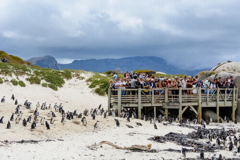 Tourists are observing the African Penguin colony living on Boulders Beach from a wooden platform in Cape Town.