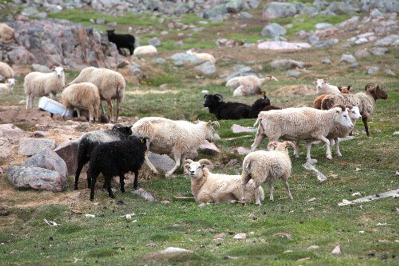 Herding sheep in a field of Southern Greenland.