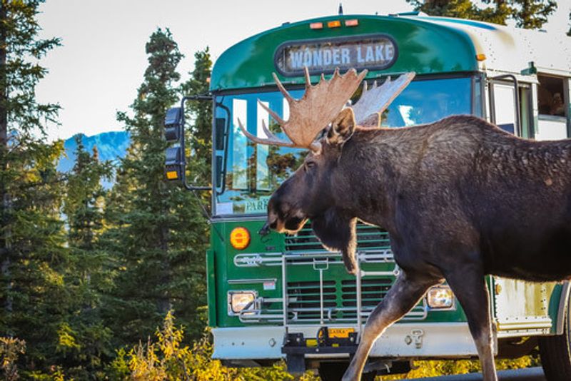 A wild moose crosses the road in Denali National Park.