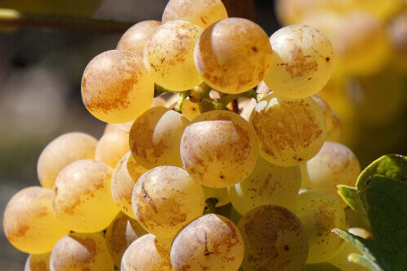 A white grape, plump and golden, ready for harvest in the area of Cotes de Lorbe.