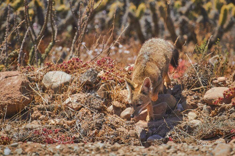 Culpeo or Patagonian Fox in Torres del Paine National Park, Patagonia.