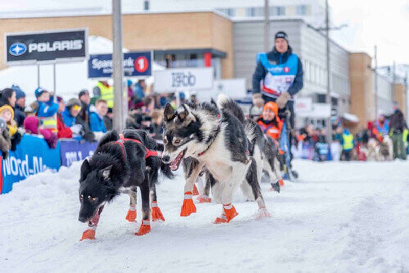 Finnmarkslopet is the longest dog sledding race in Alta.
