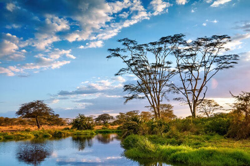 A stunning wild landscape with acacia trees and a river in the Serengeti National Park.