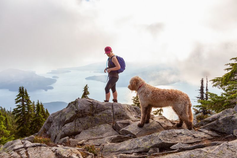 A female hiker and her poodle on a cloudy summer day.