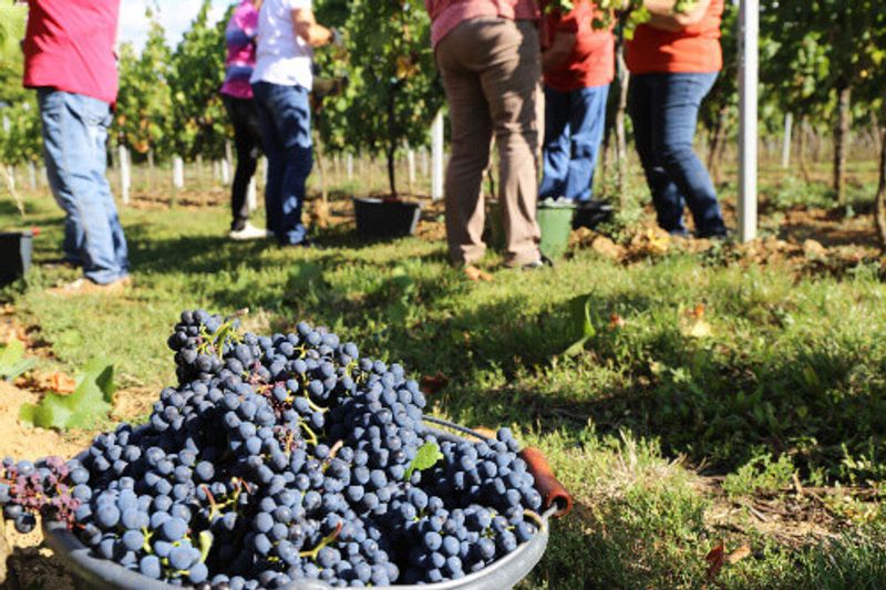 Manual grape harvesting of Gewürztraminer by hand.