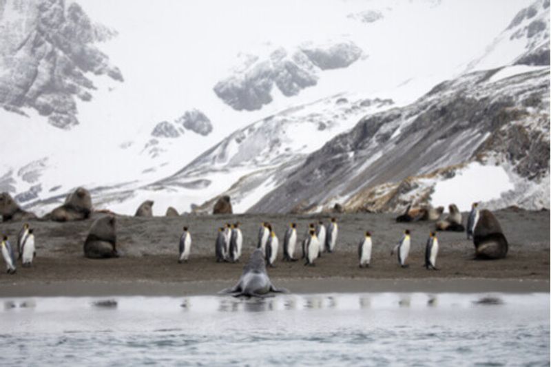 Penguins and seals on the shores of South Georgia, Antarctica.
