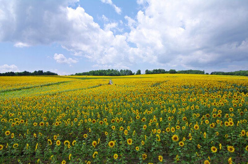 A sunflower or himawari field in Horuryu, Japan.