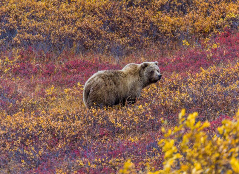A grizzly bear in Denali National Park feeding in a red-leaved patch of blueberries.