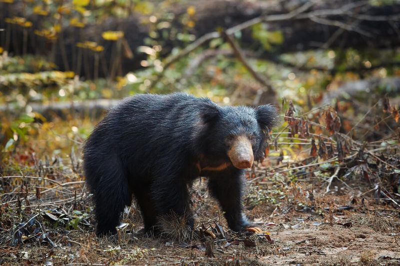 A close up photo of a Sloth Bear in the forests of Sri Lanka.
