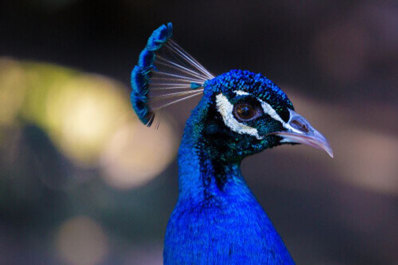 Peacock at the World of Birds in Hout Bay.