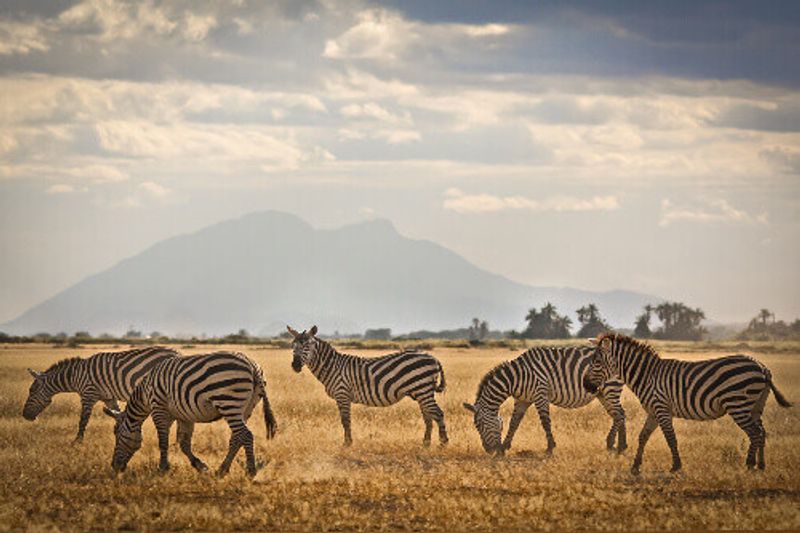 Herd of Zebras in the dusty Amboseli National Park Reserve.
