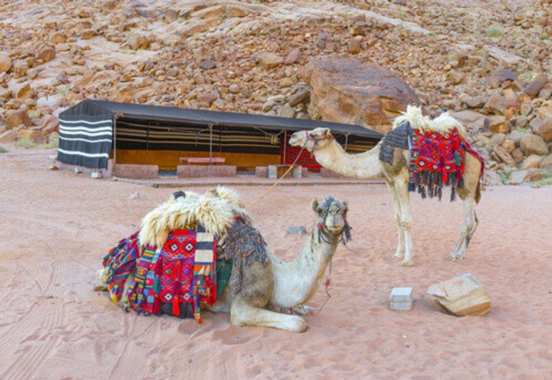 Bedouin Camels in the Wadi Rum desert, Jordan.