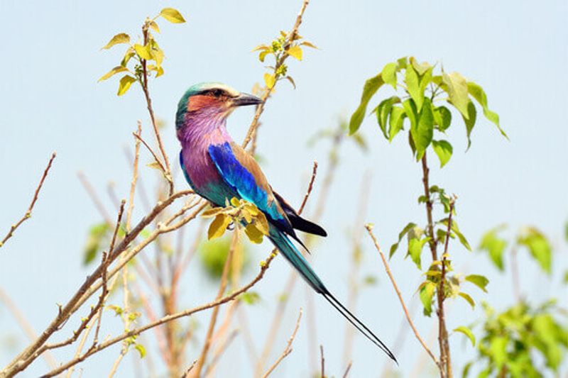 A Lilac Breasted Roller, a peace symbol in Chobe National Park.