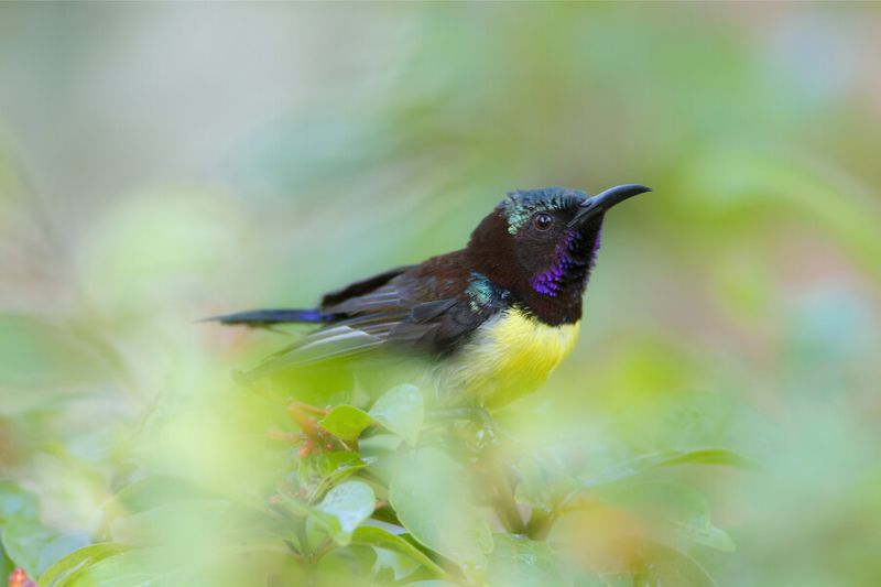 Purple-rumped sunbird in Minneriya National Park