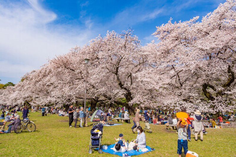 Cherry blossoms in full bloom at Koganei Park in Tokyo, Japan.