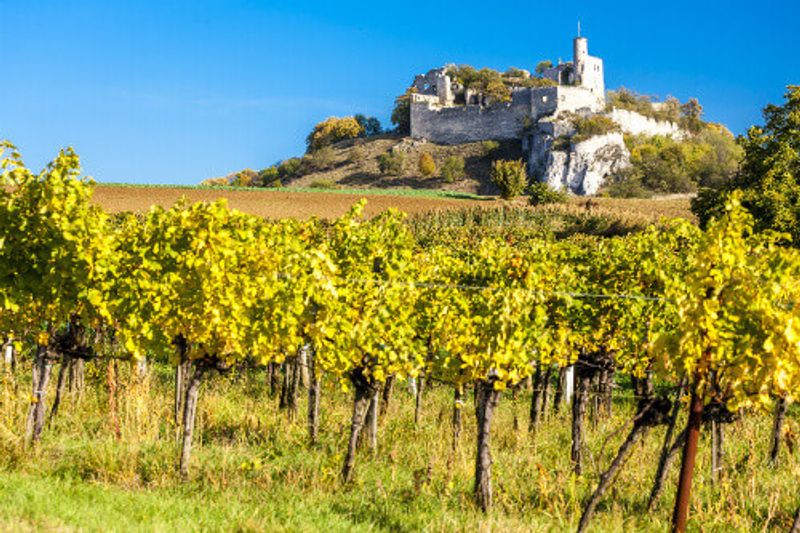 Ruins of the Falkenstein Castle with a vineyard in autumn.