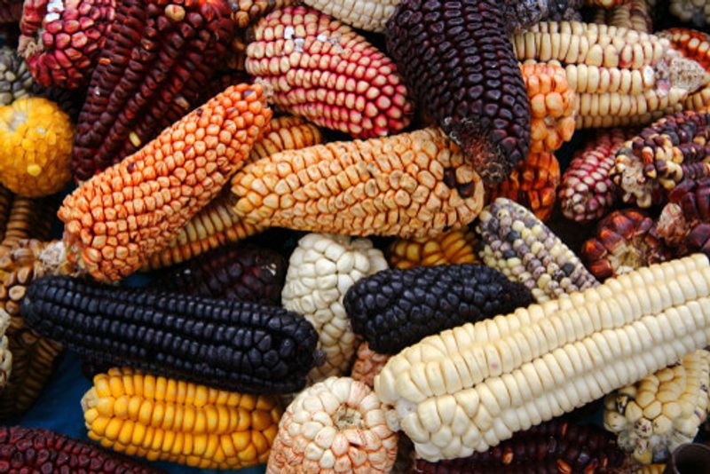 Multi-coloured corn on display in Cuzco.