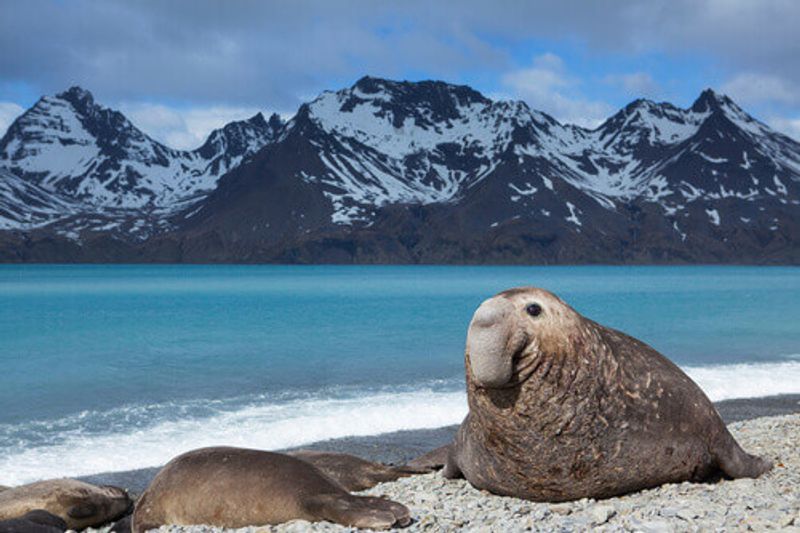 Elephant Seal on beach in South Georgia, Antarctica.